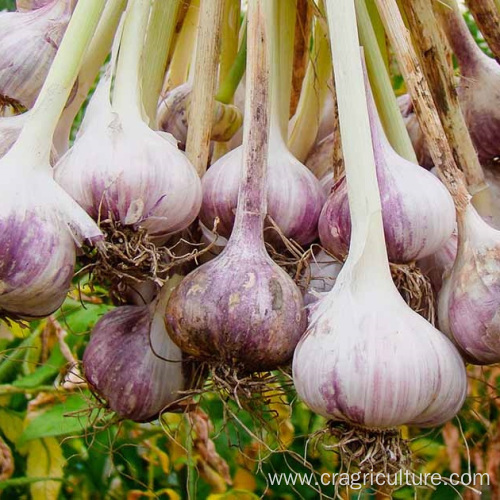 Lower Price Planting Garlic Farm Supply